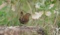 Les oiseaux et la couleur à la médiathèque de la Croix du Bac - JPEG - 36.5 ko